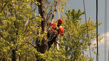 Arbres et espaces verts par temps “vent et pluie” - Bonnes pratiques de maintenance