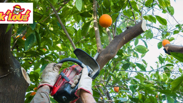 Élaguer un arbre : pourquoi et comment couper une branche ?